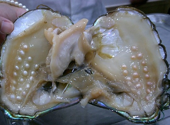 пресноводный моллюск с жемчужинами